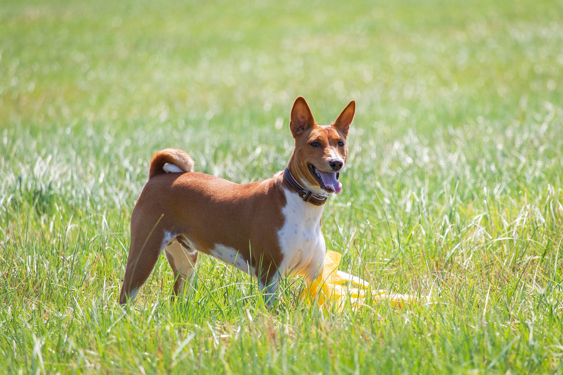 8 Gründe warum sich während der Corona-Pandemie so viele Menschen einen Hund zugelegt haben