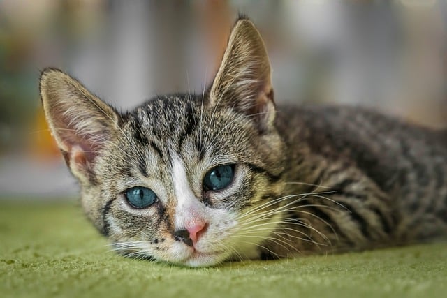 Wenn Ihnen eine Katze zugelaufen ist: Was tun?