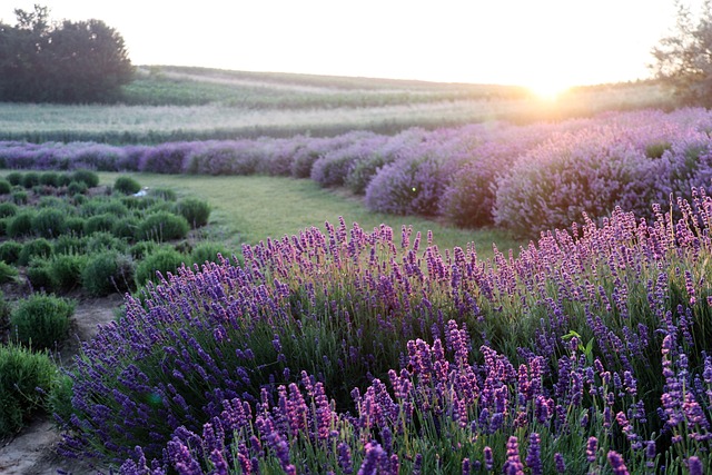 Lavendel giftig für Katze