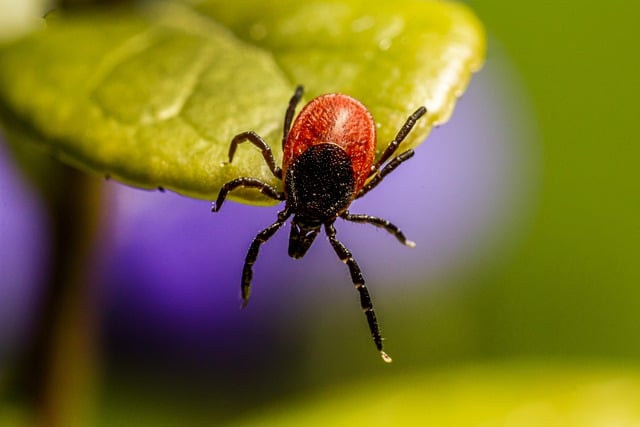 Wie gefährlich sind Zecken hierzulande? Besteht überhaupt die Gefahr von Borreliose?