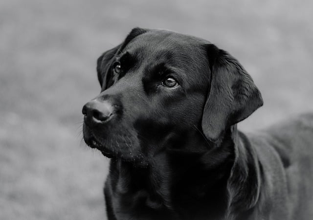 Wie alt wird ein Labrador?