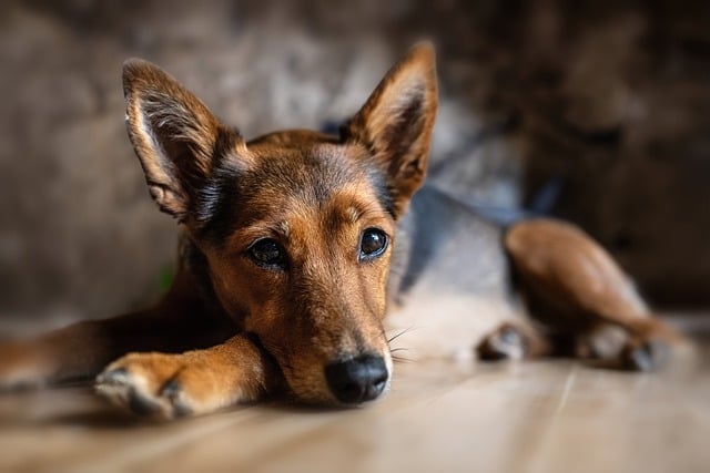 Hund macht nachts in die Wohnung