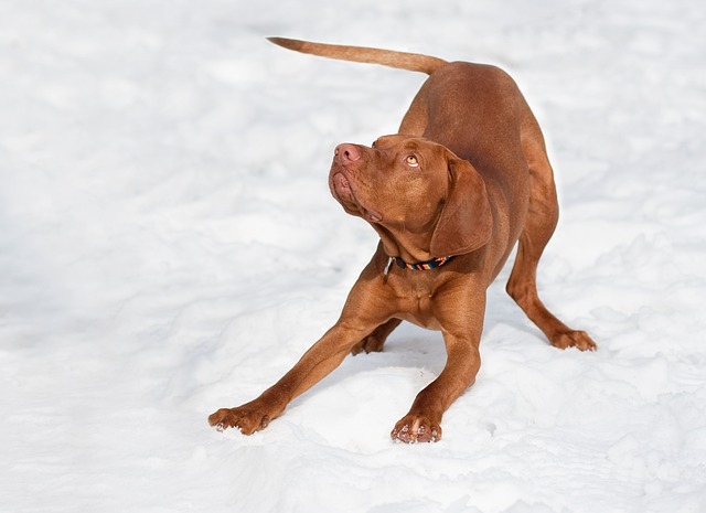 Wie viel Auslauf braucht ein Hund?